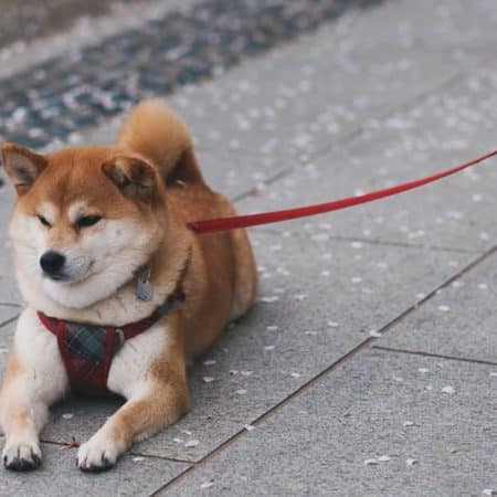 Mini Shiba Inu: Adorable Companion for Urban Dog Lovers